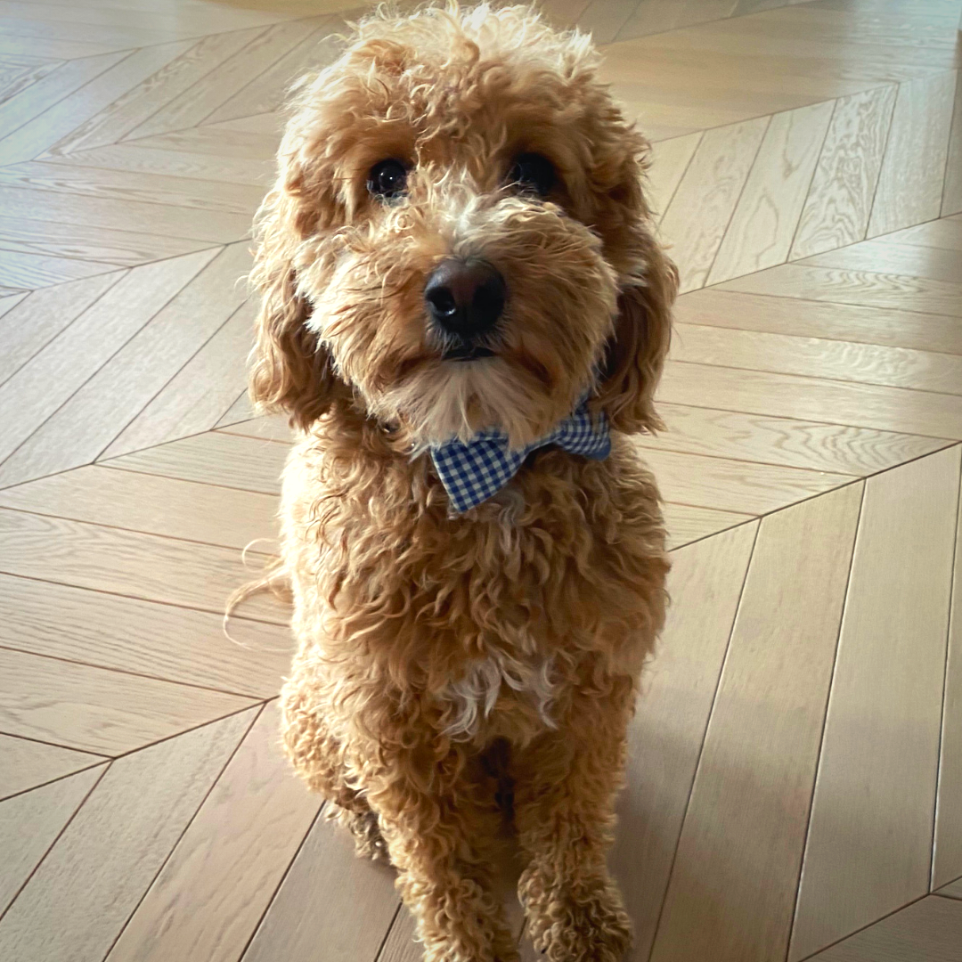 golden doodle in a bow tie. dog moved from united state to united kingdom