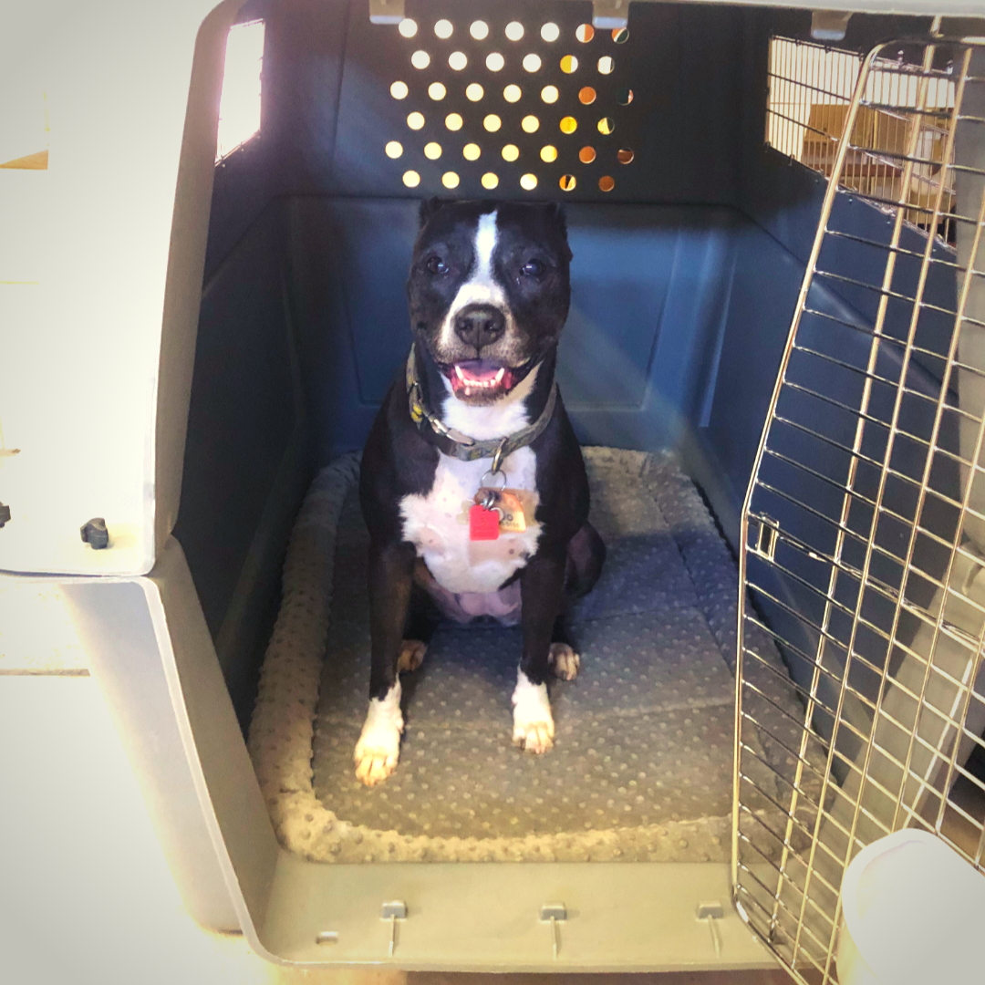Boxer mix dog Jojo in travel crate 