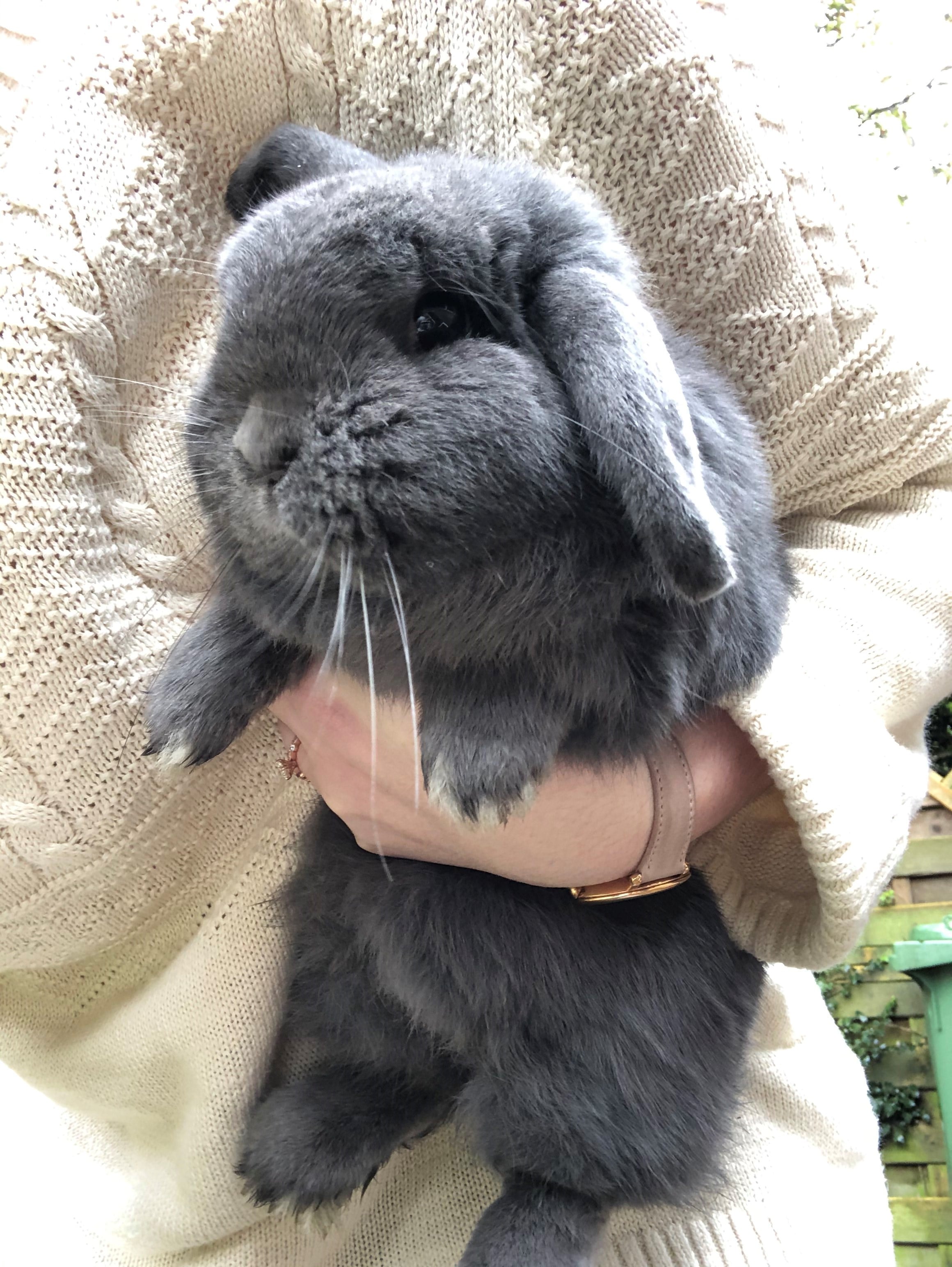 Shipping rabbits to Europe from the US