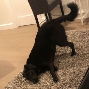 black lab moved cross country 