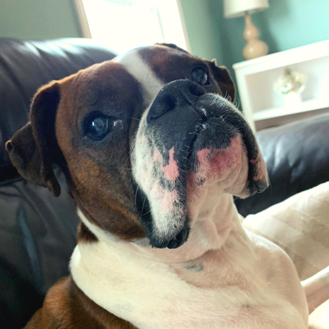 Boxer, Zoey, moved with PetRelocation