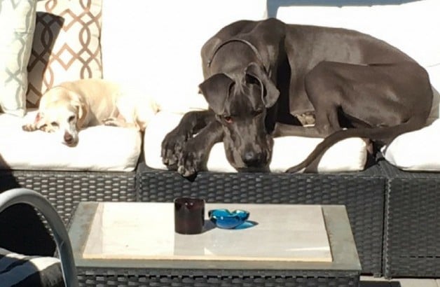 Two dogs lying on a couch.