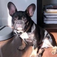 French bulldog.