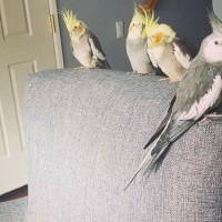 cockatiels perched on a chair