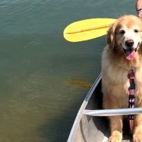 Smiling dog in a boat.