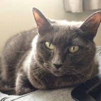 Cat perched on a suitcase