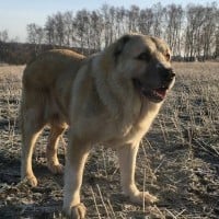 Dog standing in a field