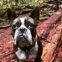 Boston terrier in the woods