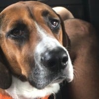 Bassett Hound Dog