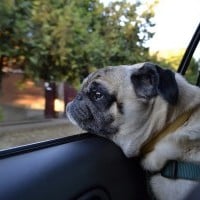 Pug looking out a car window