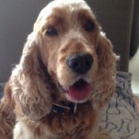 Cocker Spaniel smiling