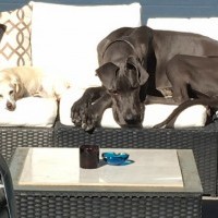 Two dogs lying on a couch.