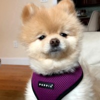 Pomeranian Dog
