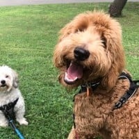Two dogs smiling