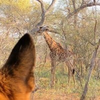 Dog watching a giraffe.