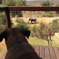 Dog watching Elephant