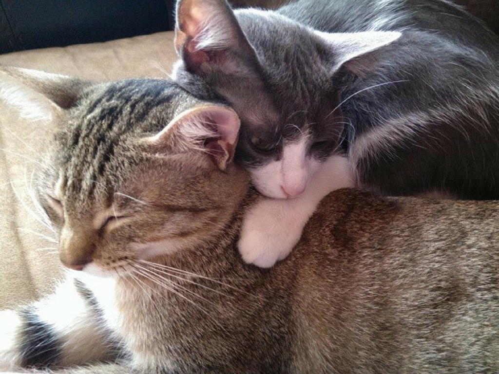 shipping cats to Taiwan 