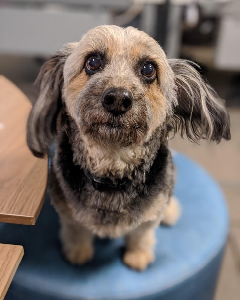 Bailey Boo office dog 