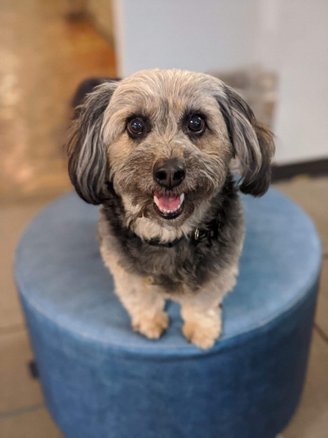 Bailey, a rescue dog in Austin Texas