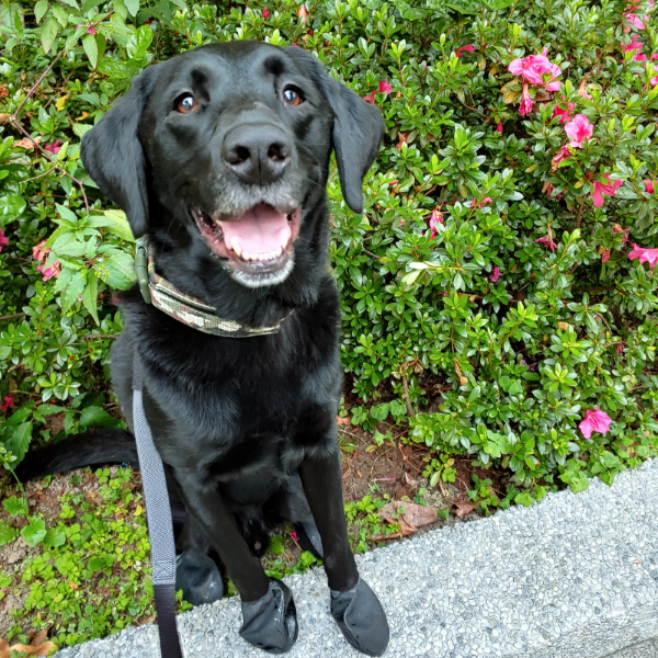 black lab moved to Asia