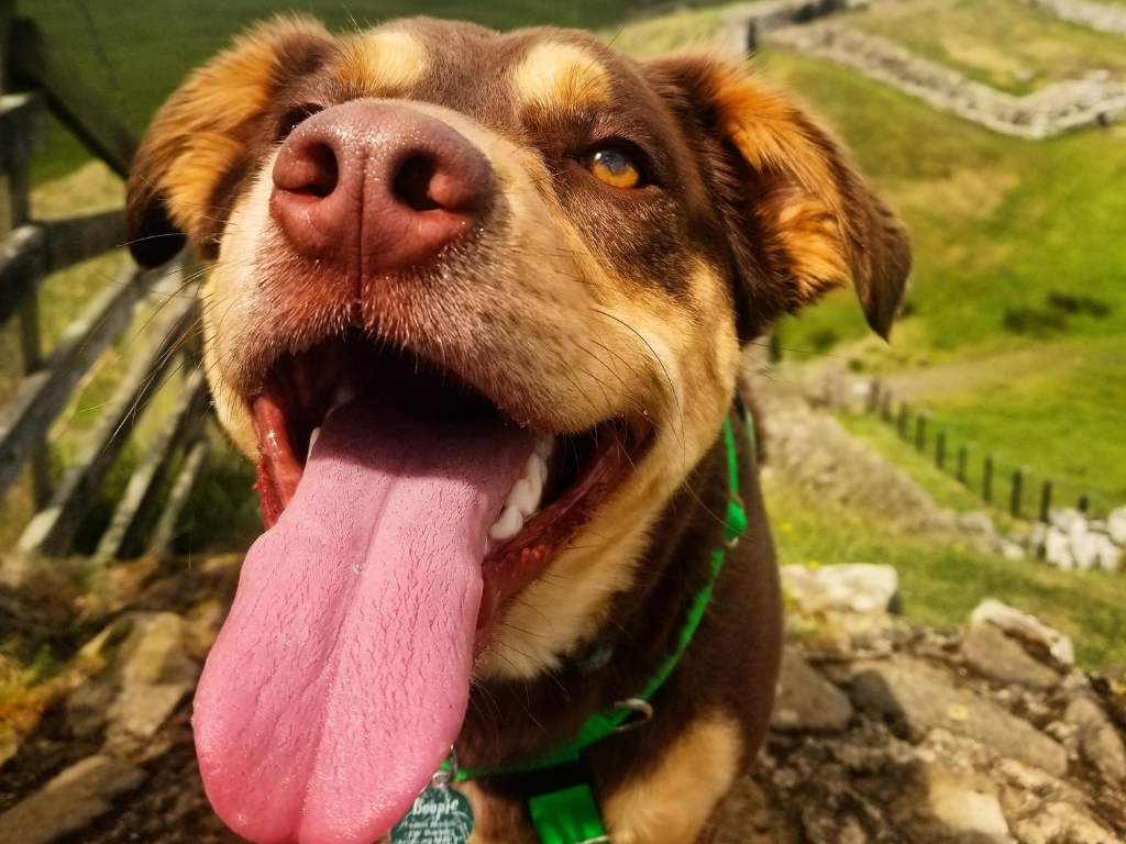 Boop moved to the UK during the pandemic