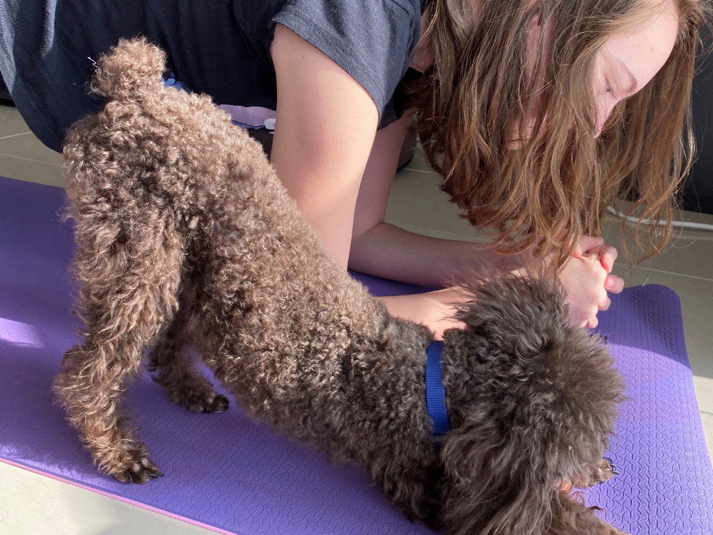 Poodle Buddy doing yoga with his mom 