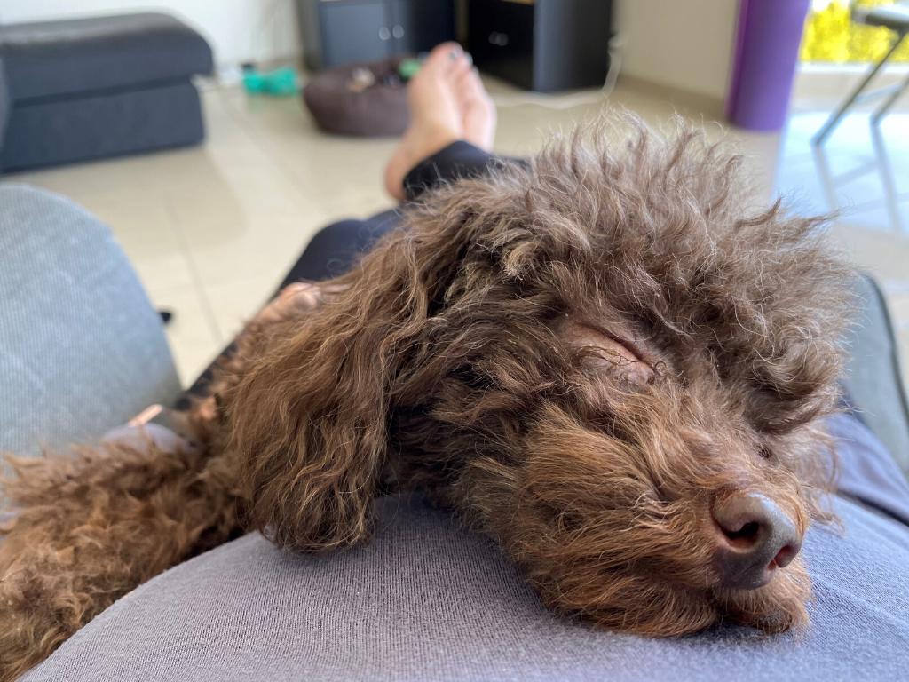 Poodle Buddy takes a nap with his mom
