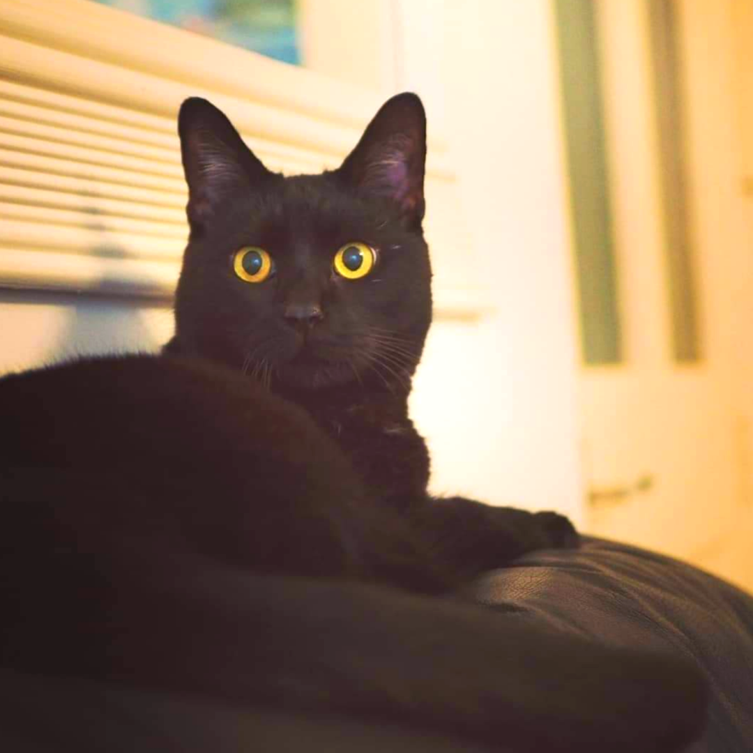 Pandora the black cat moved to Ireland