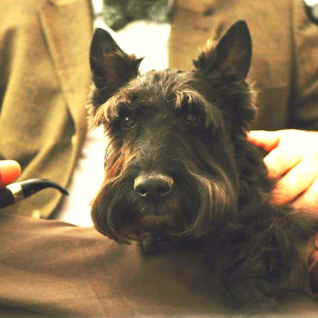 Duncan the Scottish terrier moved to Ireland