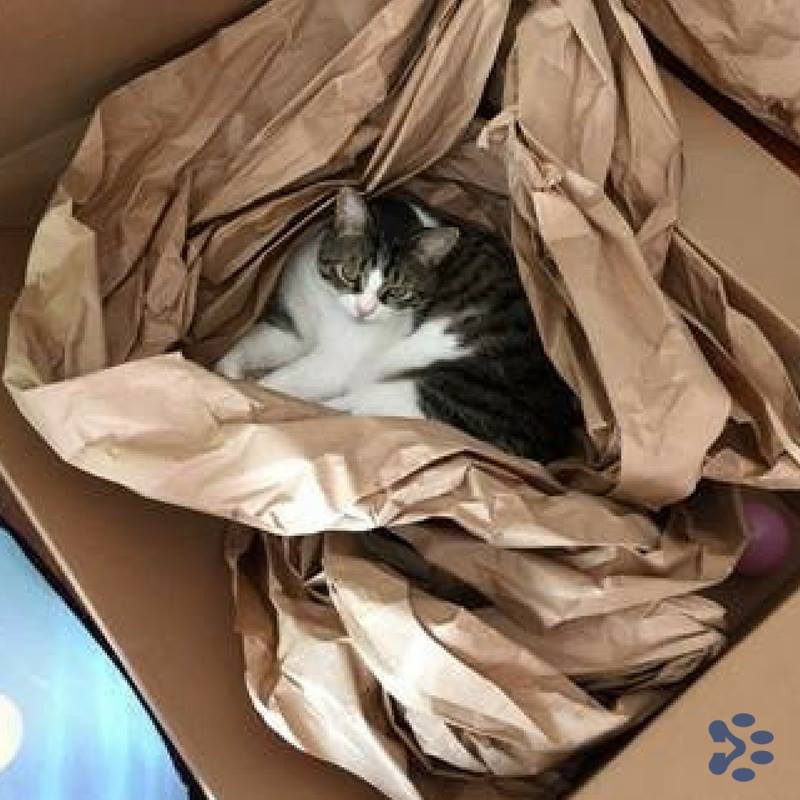 Cat in cardboard box. Should you sedate your cat for travel?