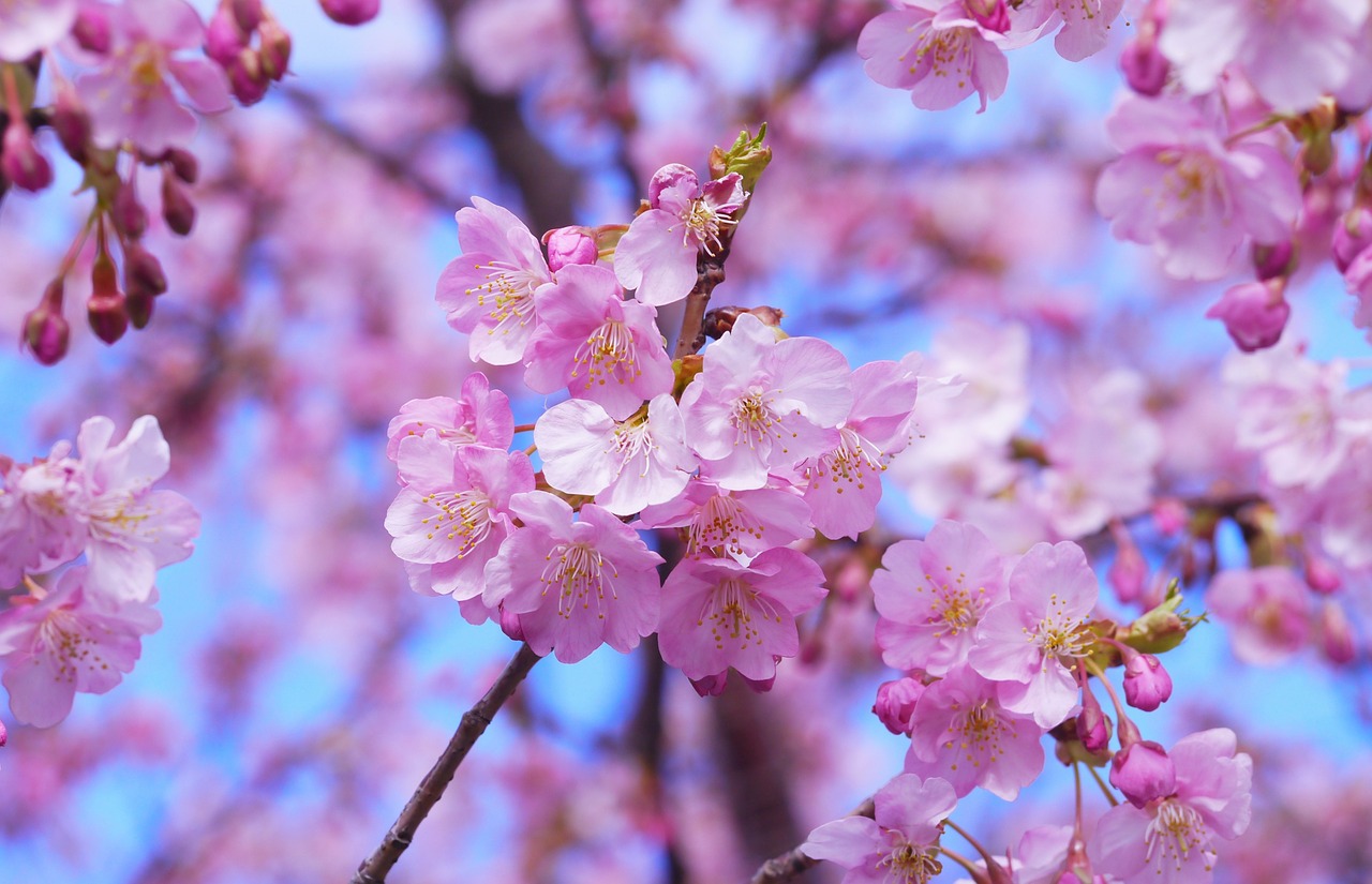 Japanese cherry blossom 