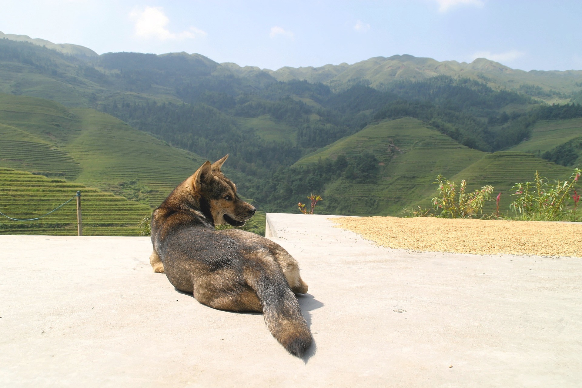 A Simple Guide to China Pet Travel | PetRelocation