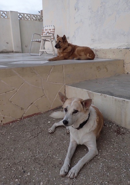 two dogs moved from vietnam to ecuador