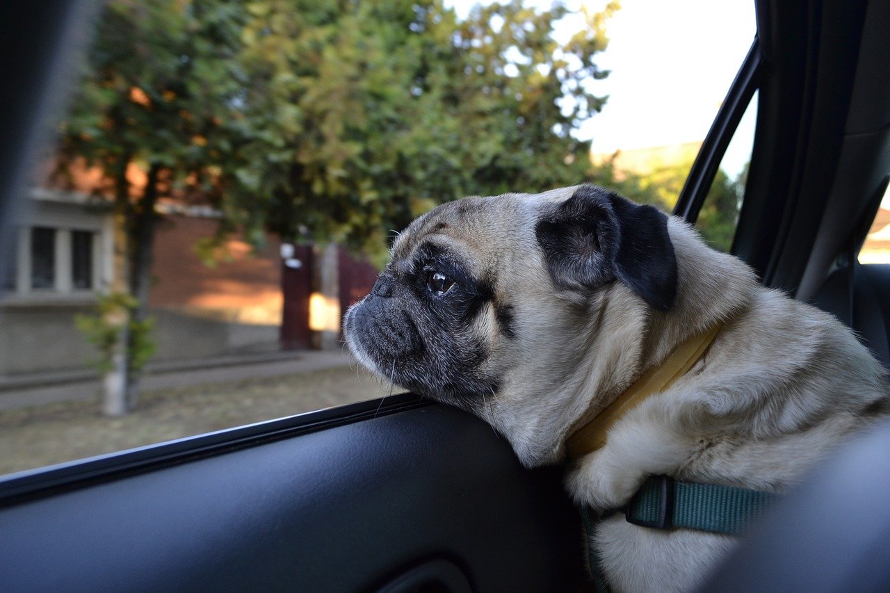 pug relocating by ground transportation 