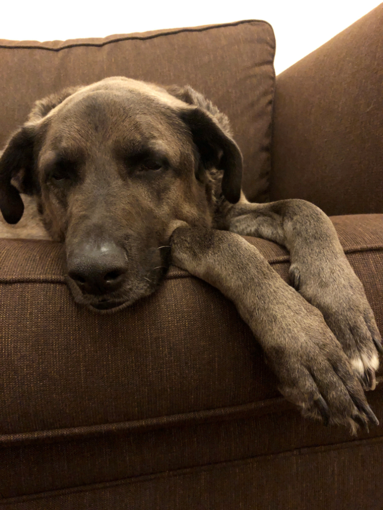 large dog moved to India