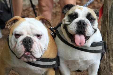 two bulldogs moved with their military family 