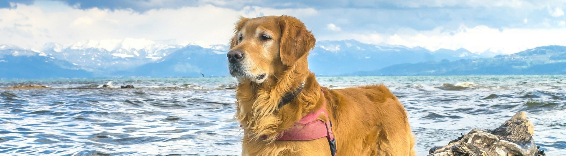 traveling with a Golden Retriever
