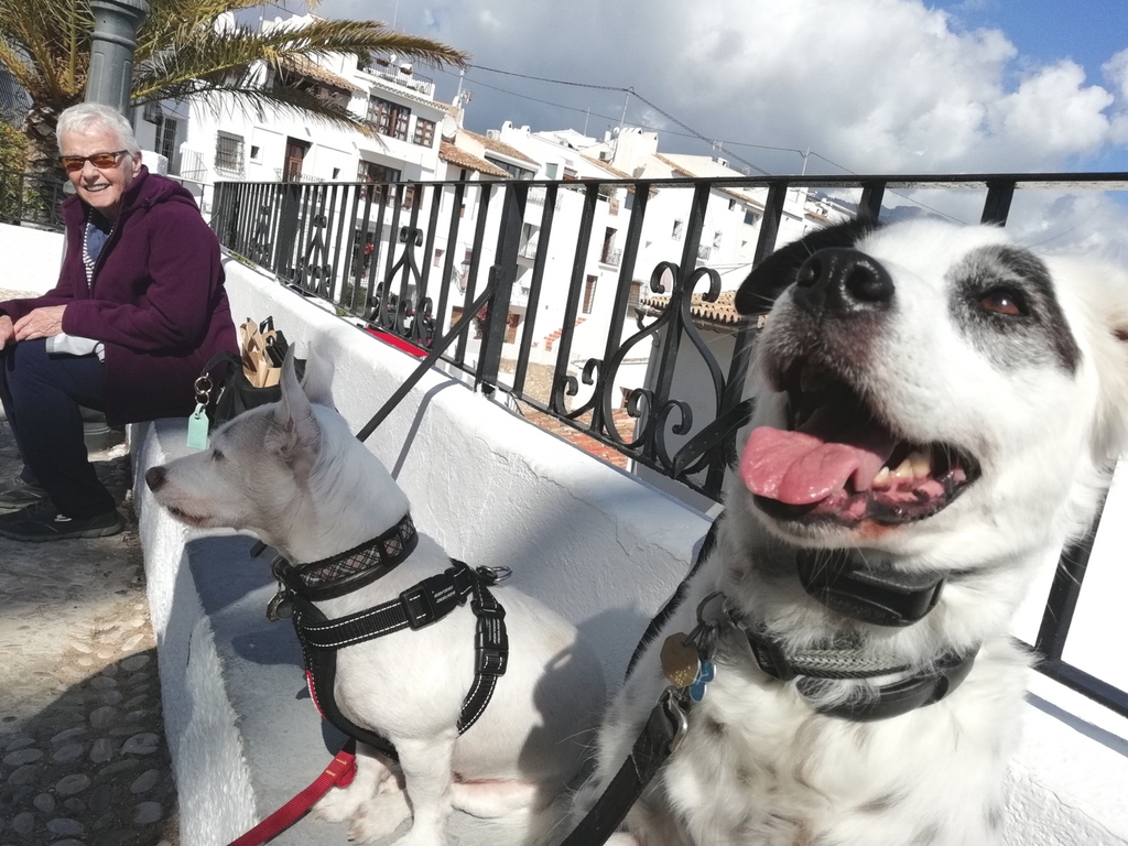 moving dogs form the US to Spain 
