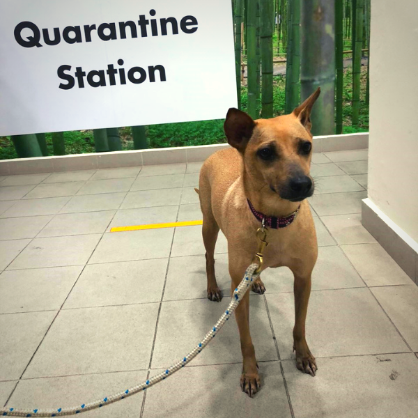 dog travels to Singapore quarantine