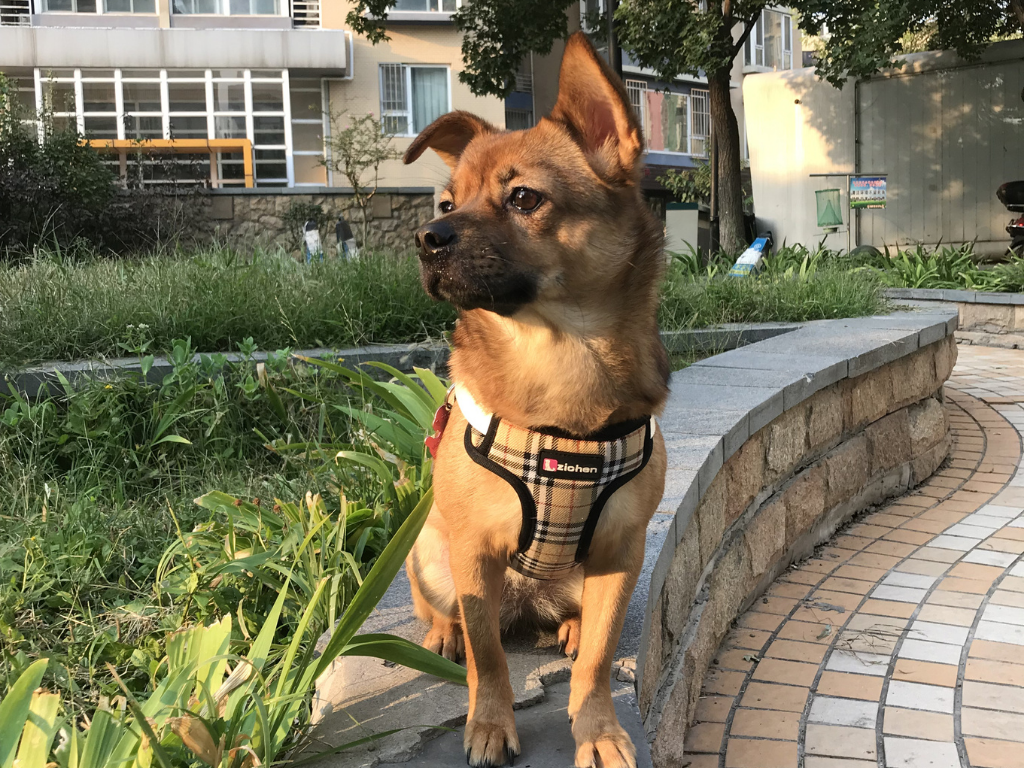 chihuahua Luna was stuck in China due to the pandemic