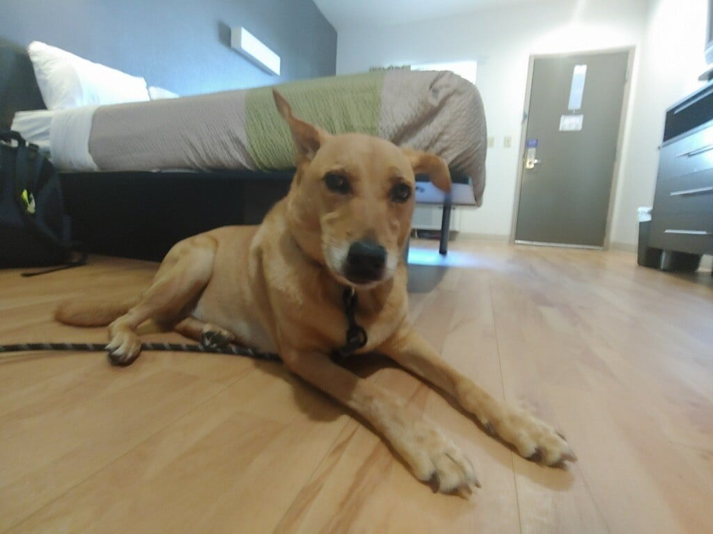 Lydia the dog moved from Pakistan to the US during the coronavirus pandemic