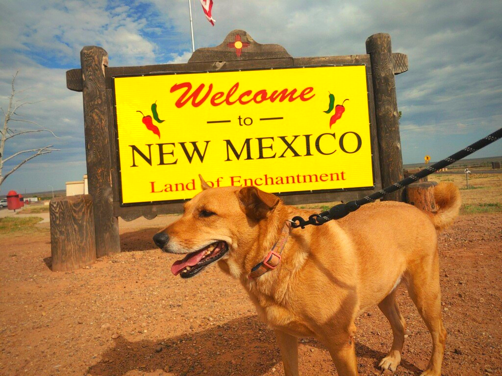 Dog Lydia entering her home state of new mexico
