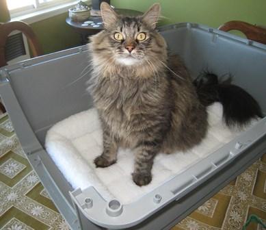 shipping cats to Ireland 