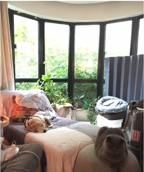 Cocker spaniel moved to China 