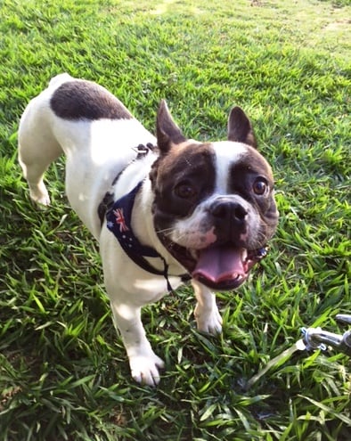 frenchie travels from brazil to australia 