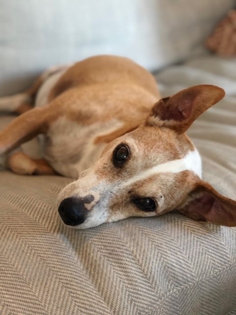 relocating dogs from the US to the UK 