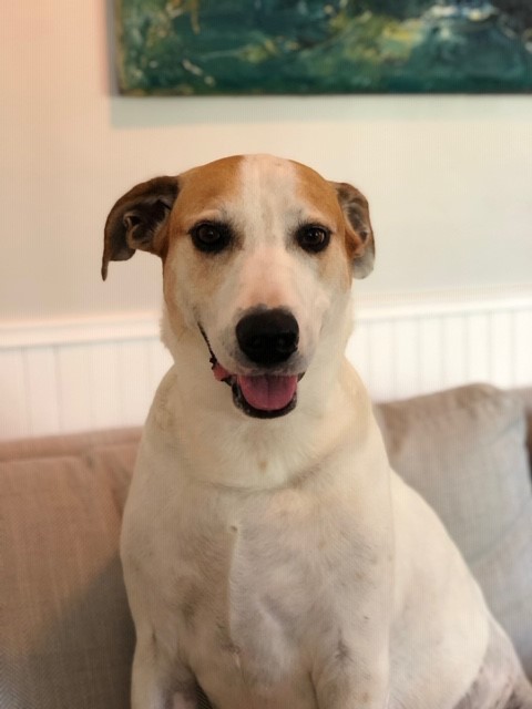 moving pet to the uk 