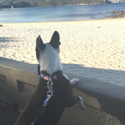 Boston terrier moves to Australia 