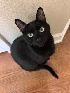 Mary the cat moved from the US to England 