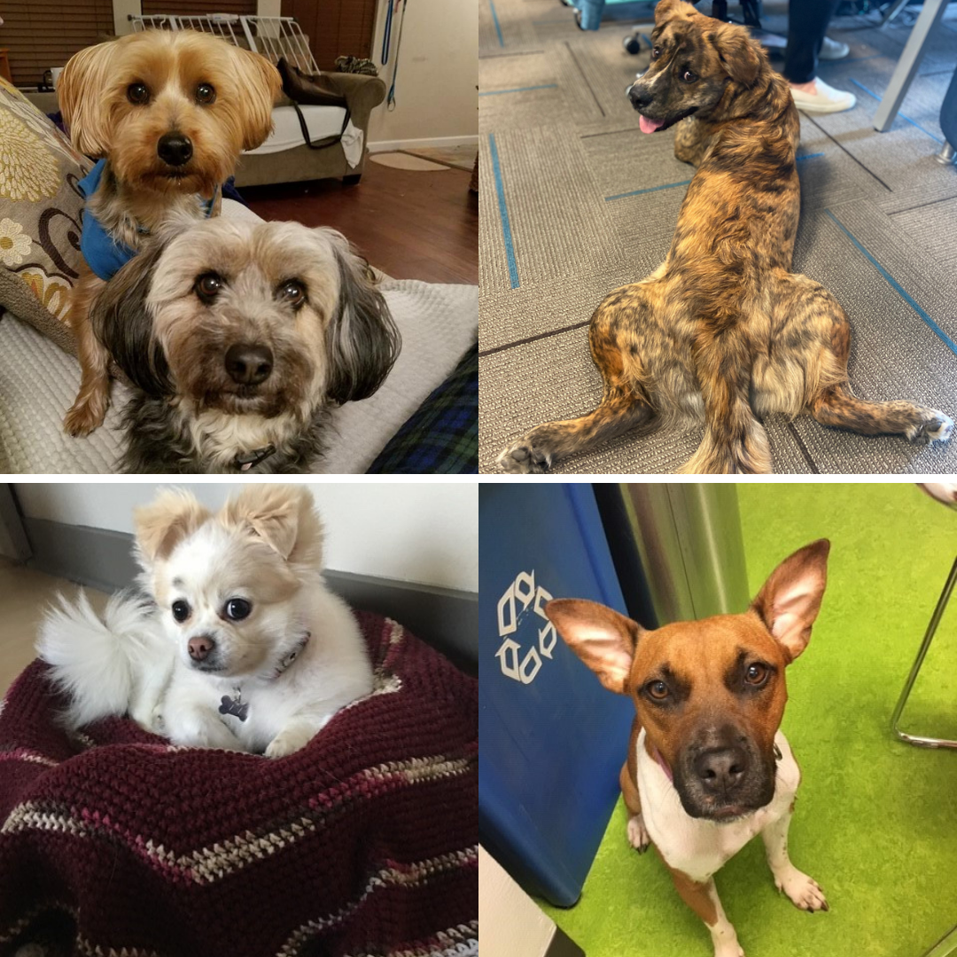 the rescue pets of PetRelocation 